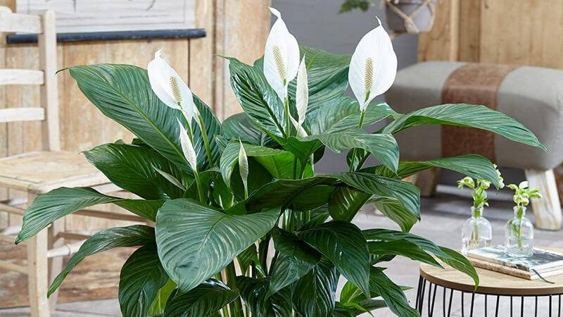 Cây lan ý thường được cho là phù hợp nhất với cung Thiên Bình.