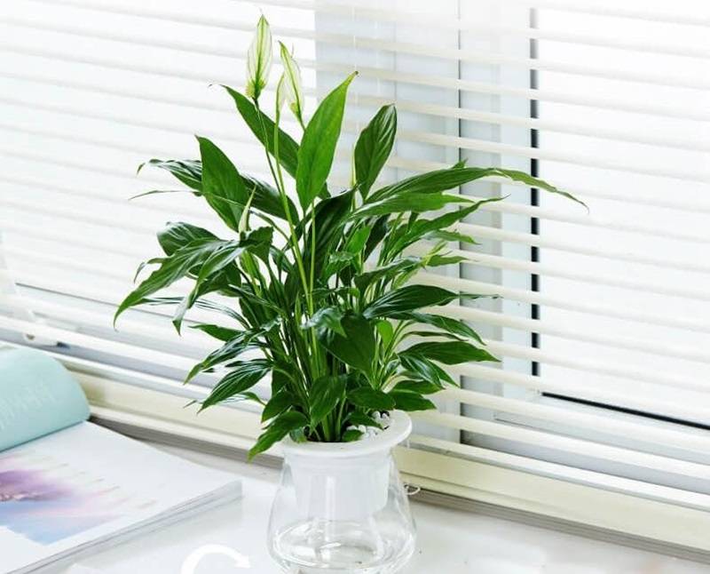 Cây lan ý để bàn