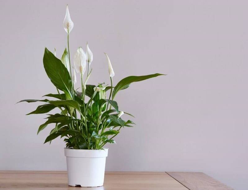 Cây lan ý để bàn