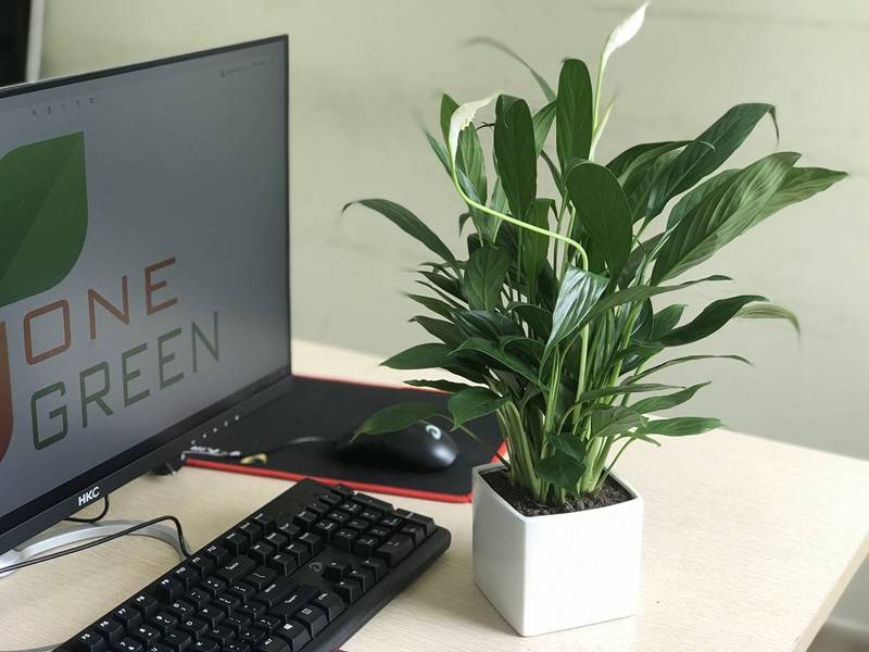 Cây lan ý để bàn