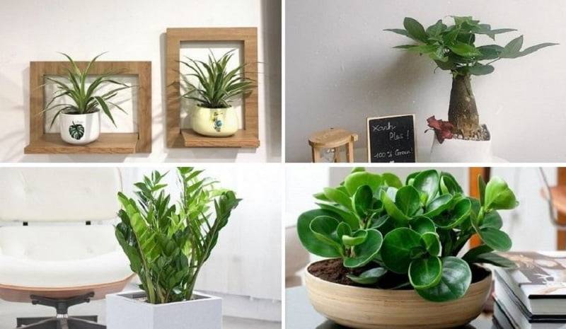 Hình 1: Cây để bàn văn phòng vừa có tác dụng lọc không khí vừa trang trí cho không gian