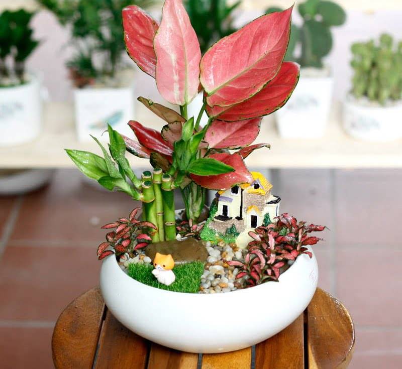 Hình 11: Cây vạn lọ với sắc hồng vô cùng đặc biệt