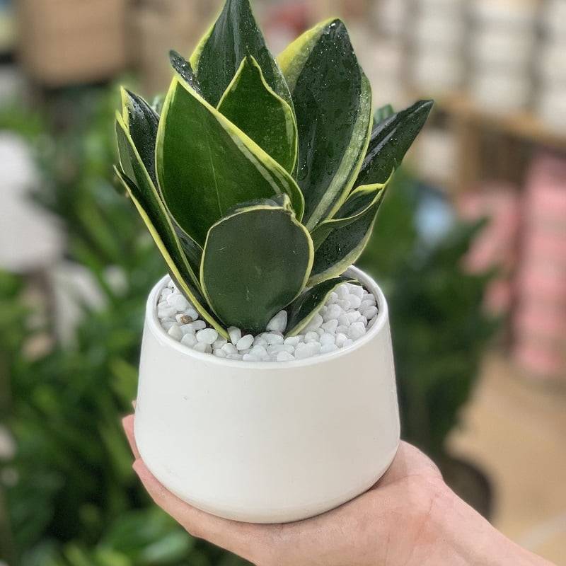 Hình 12: Cây lưỡi hổ đã quá quen thuộc với chúng ta