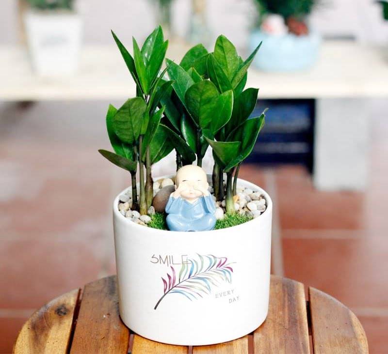 Hình 2: Cây kim tiền cực kỳ thích hợp để đặt bàn