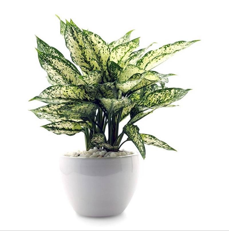 Hình 3: Cây ngọc ngân có tác dụng trừ tà hiệu quả