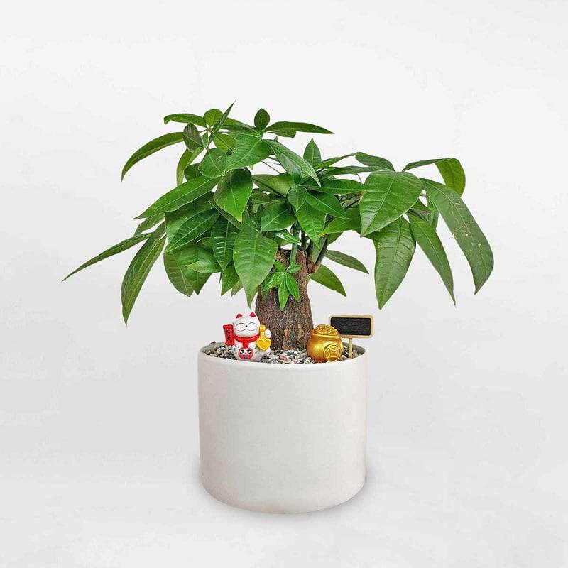 Hình 4: Kim ngân là loại cây thân gỗ thích hợp trồng trong nhà