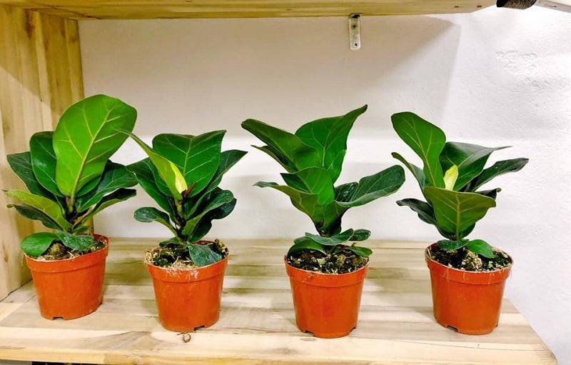 Hình 5: Giống bàng Singapore vô cùng đẹp mắt