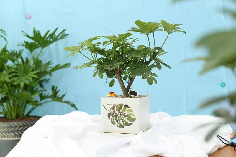 Hình 6: Ngũ gia bì tạo dáng dễ dàng