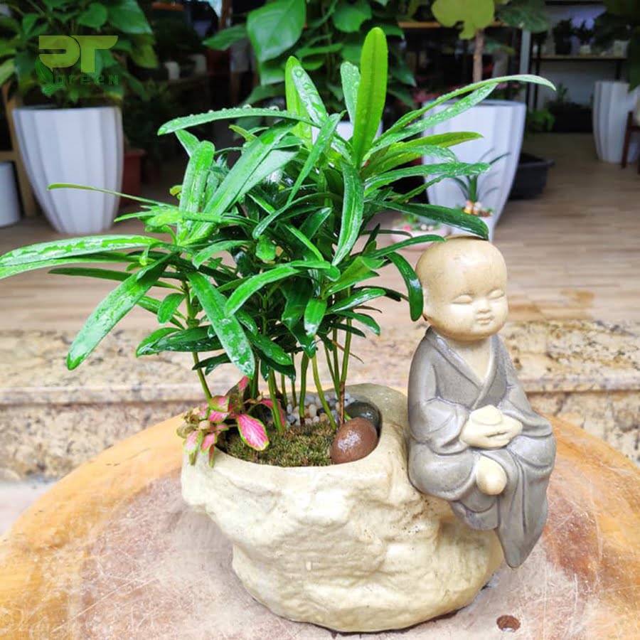 Hình 7: Tùng la hán thể hiện cho sự cao sang, quyền quý