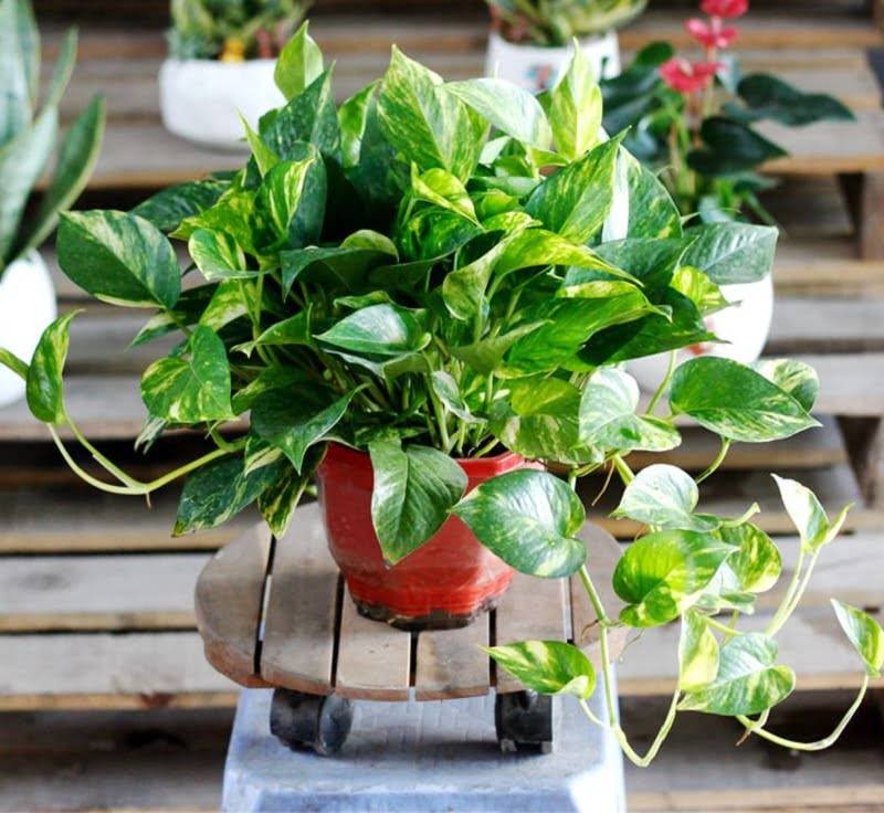 Hình 8: Cây vạn niên thanh rất dễ trồng và chăm sóc